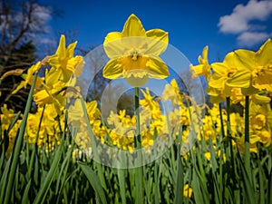 Daffodils in the garden
