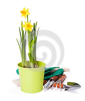 Daffodils and gardening tools