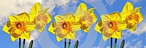 Daffodils Gold Medal flowers banner