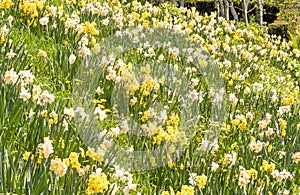 Daffodils in grass on hillside garden, Spring