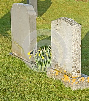 Daffodils beside gravestones.