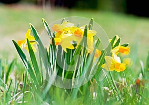 Daffodils