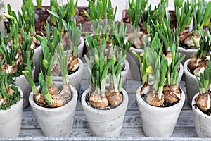 Daffodils grow from bulbs in the flowerpots.