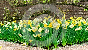Daffodils grow under a trellised apple tree. Old espalier tree blossoming in spring. A beautiful garden with landscape design in