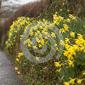 Daffodils Grow Wild along the Roads.