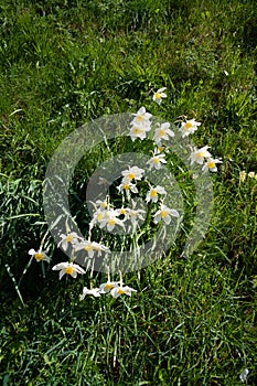 Daffodils growing on grassy bank