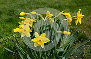 Daffodils growing outdoors
