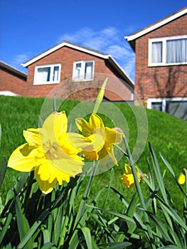 Daffodils and houses