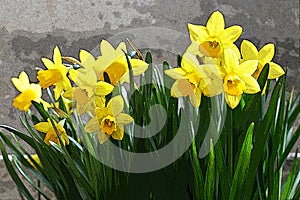 Daffodils illustration on grey background