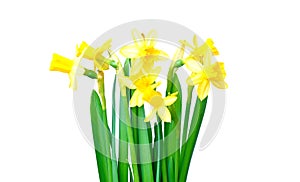 Daffodils isolated on white