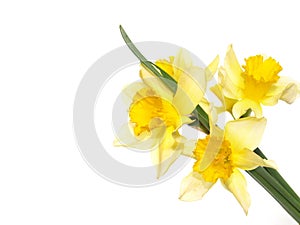 Daffodils