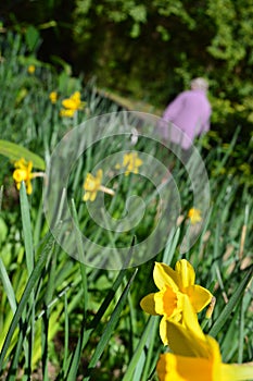 Daffodils in Jesmond Dene, Newcastle upon Tyne