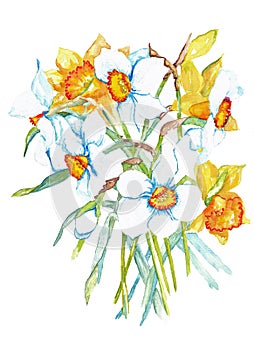 Daffodils and Jonquils Flowers Watercolor