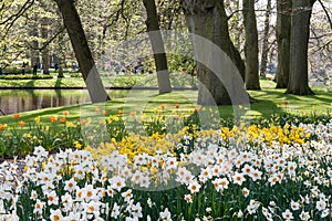 Daffodils at The Keukenhof, Dutch Public Spring Flowers Garden