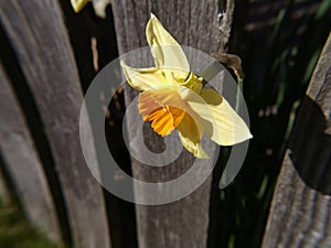 Daffodils in a Lancashire Garden