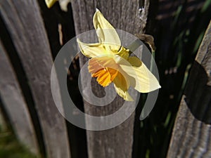 Daffodils in a Lancashire Garden photo