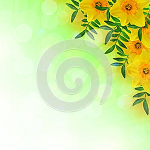 Daffodils and leaves