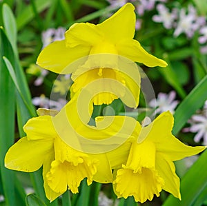 Daffodils of the Marieke variety. Aptekarskiy Ogorod branch of the Botanical Garden of Moscow State University, Moscow