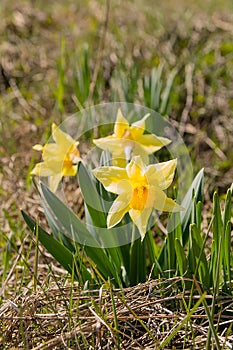 Daffodils on the meadow in sunny day