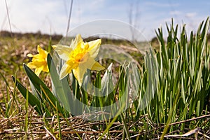 Daffodils on the meadow in sunny day