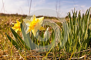 Daffodils on the meadow in sunny day