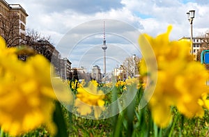 Daffodils on the middle lane of Karl-Marx-Allee in Berlin-Friedrichshain, Germany