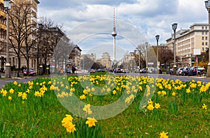 Daffodils on the middle lane of Karl-Marx-Allee in Berlin-Friedrichshain, Germany