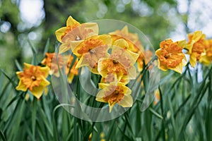 Daffodils with Mondragon Split Crown Narcissus poeticus blossoms in the garden in spring