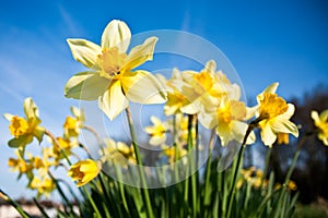 Daffodils with Morning Dew