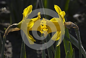 The Daffodils Morning Kiss in Washgton State