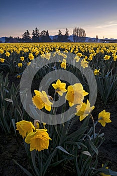 Daffodils in morning light in Washington State