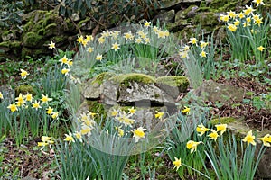 Daffodils or Narcissi at Holehird Gardens near Windermere, Lake District, Cumbria, England, UK