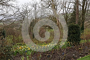 Daffodils or Narcissi at Holehird Gardens near Windermere, Lake District, Cumbria, England, UK