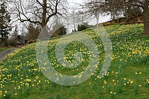 Daffodils or Narcissi at Holehird Gardens near Windermere, Lake District, Cumbria, England, UK