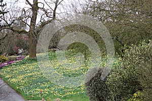 Daffodils or Narcissi at Holehird Gardens near Windermere, Lake District, Cumbria, England, UK