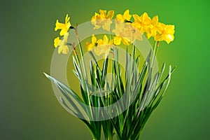 Daffodils, Narcissus, big bunch of yellow Daffodil flowers on green background, bouquet. Beautiful Spring Easter daffodils