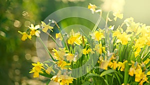 Daffodils, Narcissus, Daffodil flowers in spring garden blooming, Easter background