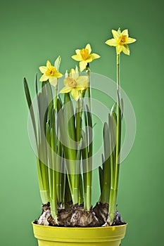 Daffodils (Narcissus) in flower pot