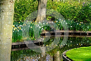 Daffodils and narcissus flowers reflected in the water at Keukenhof Gardens, Lisse, South Holland