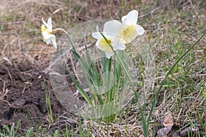 Daffodils - Narcissus pseudonarcissus- in yellow bloom with withe petals in the garden