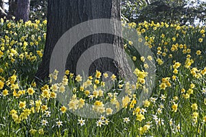 Daffodils and Oak photo