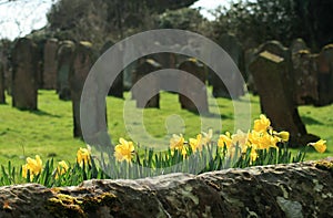 Daffodils in old burial ground
