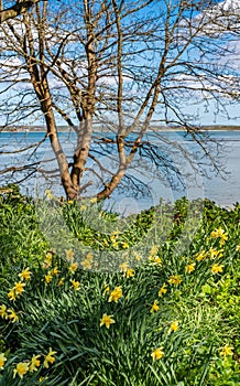 daffodils at Penrhos Nature reserev, Anglesey, North Wales, UK