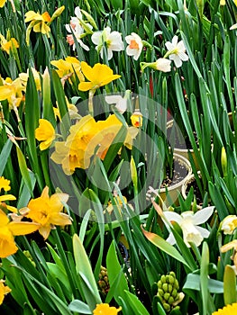 Daffodils in pot