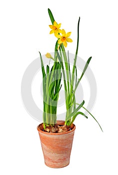 Daffodils in pot