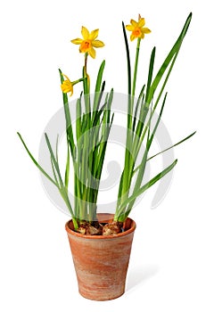 Daffodils in pot