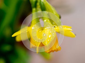 daffodils in the rain
