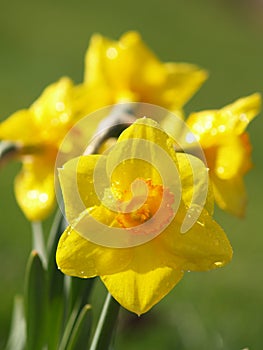 Daffodils After a Rain