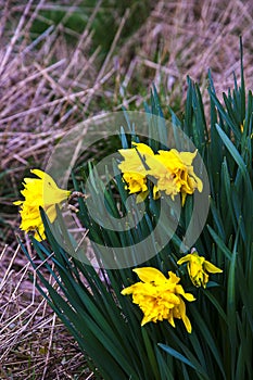 Daffodils on roadside of Church of All Hallows church in the village of Great Mitton, Lancashire photo