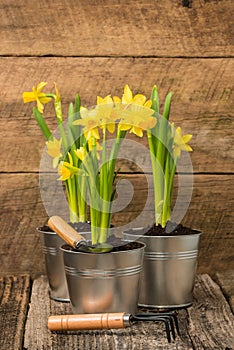 Daffodils on Rustic Background Portrait